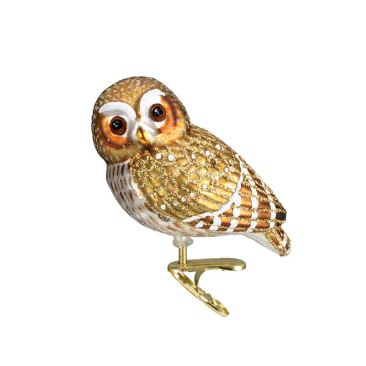Pygmy Owl